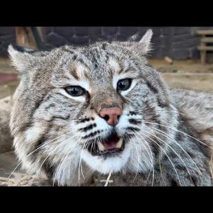 БАРХАННЫЕ КОТЯТА ПОТЕРЯЛИСЬ / Бобкэт Руфус показал мощь голоса