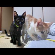 【猫旅館】旅館の部屋で寛いでいたら猫が遊びに来て楽しい