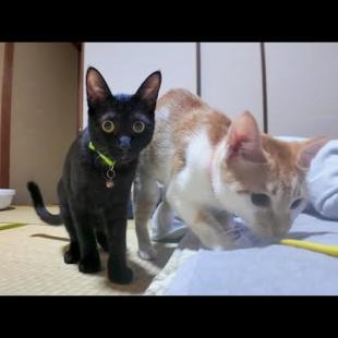 【猫旅館】旅館の部屋で寛いでいたら猫が遊びに来て楽しい