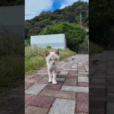 猫島の公園前で出会った猫が足元にすり寄ってきてカワイイ