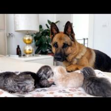 Gentle German Shepherd Finds Tiny Kittens [So Sweet!]