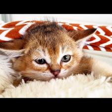 ДИКИЙ ГИБРИДНЫЙ КОТЕНОК БОИТСЯ, НО ХОЧЕТ ОБЩЕНИЯ / Навестила бобра Муру в клинике