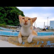 漁港に置いてある舟の縁に手を掛けて撫でられる野良猫がカワイイ