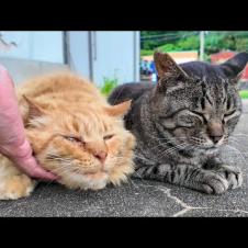 漁港の仲良し茶トラ猫とキジトラ猫