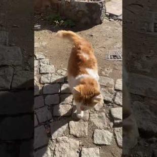 Cute kitten with hair like a lion's mane greets me #cat #shorts #catsofyoutube #meows #little