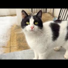 The poor street cat was freezing under the snowfall and was purring for help.