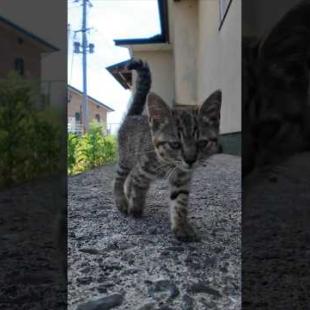 モフられに来る子猫…癒しが過ぎる🐱💖