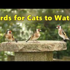 Calming Videos for Cats ~ Gentle Bird Sounds Relaxation