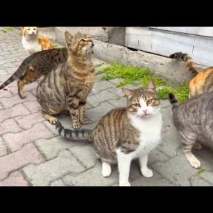 A large group of homeless cats I encountered on the street were very hungry, so I gave them liver.