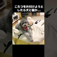 こたつを片付けようとしたら犬と猫が猛反対してこうなった...I tried removing the kotatsu… big mistake 😅