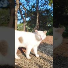 海辺の公園でよく喋る猫と出会った