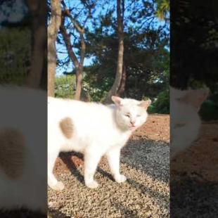 海辺の公園でよく喋る猫と出会った