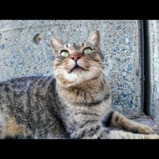 防波堤の下にいたキジトラ猫を撫でると喜んで付いてきた