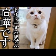 トイレの前で猫がニャーニャー騒いでるのでついて行くと大変な事が...