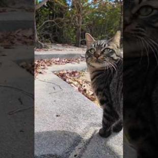 海辺の猫ちゃん達がかわい過ぎる#ImpressedCatVideo #catisland #Cat