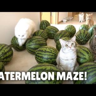 Watermelon Maze Challenge! Can My Cats Escape? | Kittisaurus