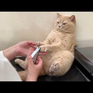 おっさんみたいな恰好で爪切りされる猫