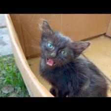 Homeless hungry kitten meows for food and affection with its timid voice