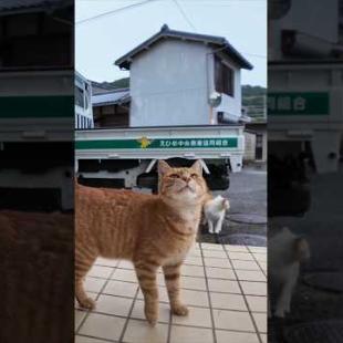 猫島を散歩していたら雨が降ってきたので軒先で雨宿りしていたら猫たちもやって来た #猫 #猫島