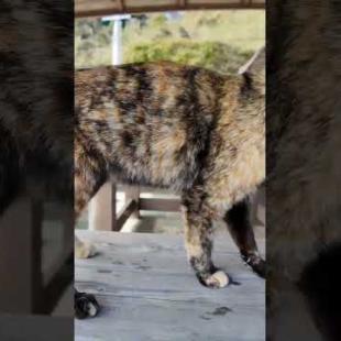 猫島から帰る時にサビ猫ちゃんが港まで見送りに来てくれた