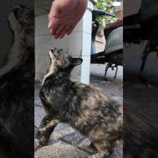 伸び上がって撫でられる猫