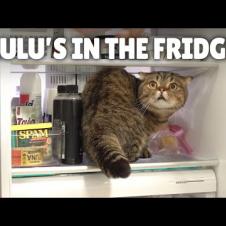 LuLu Knows How to Open the Fridge!