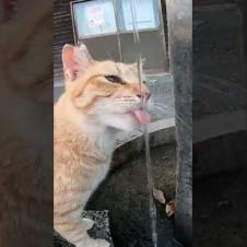 蛇口からしか水を飲めない野良猫「スミマセン、水飲みたいので蛇口開けて下さい。」