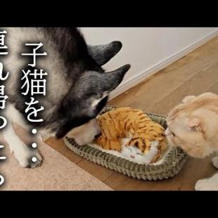 売れ残った子猫を連れ帰ったら先住猫と犬が大変なことに...