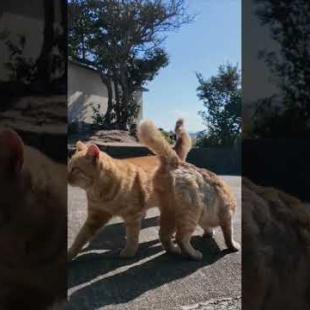  #ImpressedCatVideo #catisland #猫島