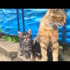 We witness the warm moments of kittens living with their mother cat on the street