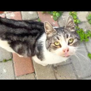 Poor street cat in need of attention won't leave my side