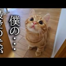 子猫が何か訴えてくるのでついていったらまさかの展開に…