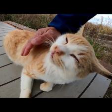 A stray cat with a strange expression when stroked