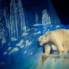 한번도 얼음위를 걸어 보지 못한 마음 아픈 북극곰