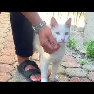 Homeless princess white cat is waiting for me for love and food