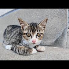 港の猫集会に少し遅れて、ちょこんと離れた場所に座る子猫が可愛すぎる件🐾