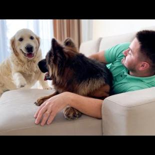 Caught Hugging Another Dog, My Golden Retriever's PRICELESS Reaction!