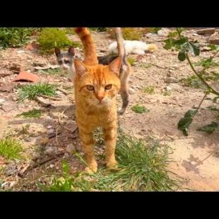 Furry cats of different colors in the backyard come to me to be petted
