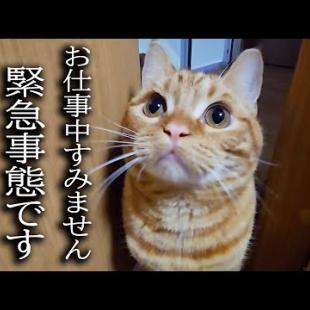 何かを必死に訴えてくる子猫について行ったら...