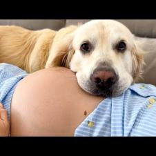 Golden Retriever and Pregnant Woman [Cutest Video Ever]
