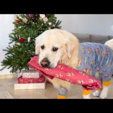 Dog Steals Christmas Present