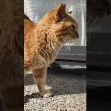 猫島の神社にいつもいる茶トラ猫  #ImpressedCatVideo #catisland #猫