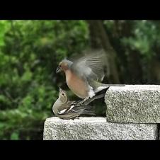 Chaffinch Birds Mating ~ Springtime at Last