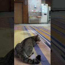 【猫ホテル】夜はロビーで運動会