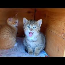 Kittens playing loving games in their little kennels will warm your heart