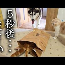 子猫のイタズラがハスキー犬にバレた結果大変なことに...
