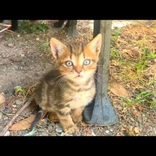 Fight or Play? These Kittens Are Serious! 😂🐾