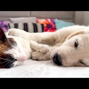 Cute Golden Retriever Puppy Fell Asleep with a Lazy Cat