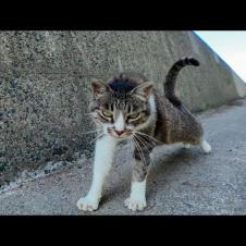 防波堤の猫ちゃん、ナデナデでテンション爆上がりして上がってきた件ｗ