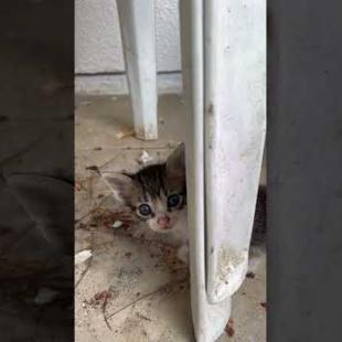 They Are Looking For Big Love With Their Tiny Hearts 💔🐾#shorts#kitten#cat  #catvideo #cute#animals